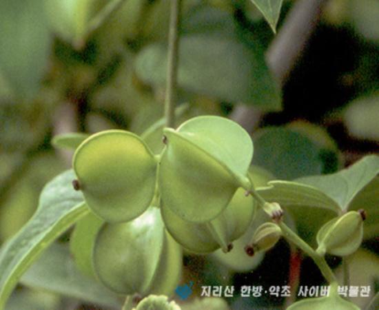 마 관련이미지