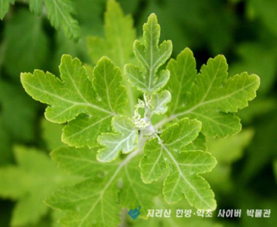 산국 관련이미지