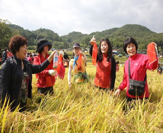 산청메뚜기잡기대회 이미지