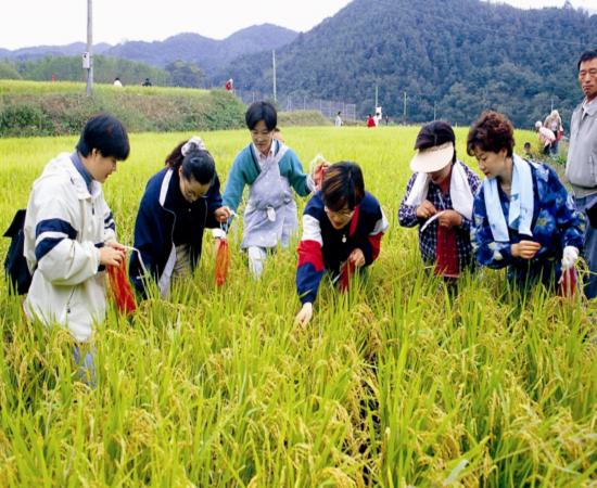 산청메뚜기잡기대회 이미지