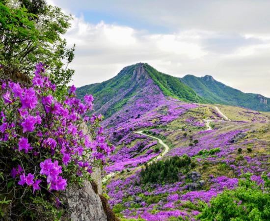 산청황매산철쭉제 이미지