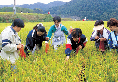 抓稻蝗大会