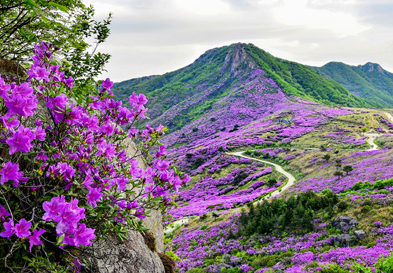 黄梅杜鹃花节