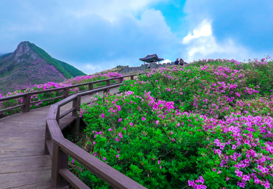 黄梅杜鹃花节